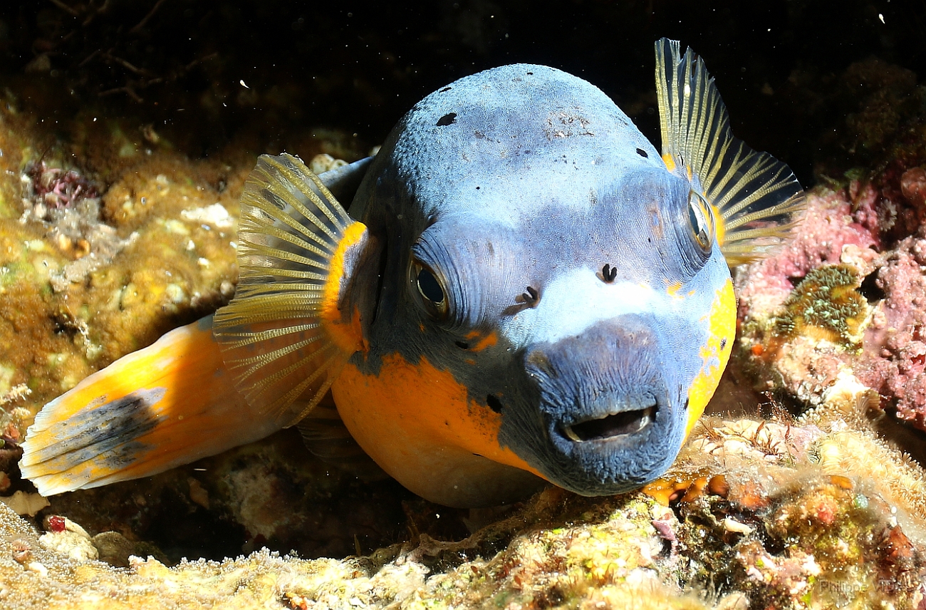 Raja Ampat 2016 - Arothron nigropunctatus - Blackspotted Puffer - Tetrodon jaune - IMG_4213_rc.jpg